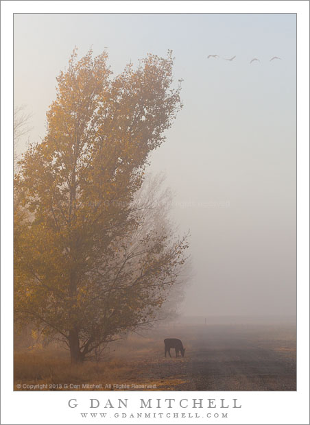 Calf, Cottonwoods, and Cranes in Flight