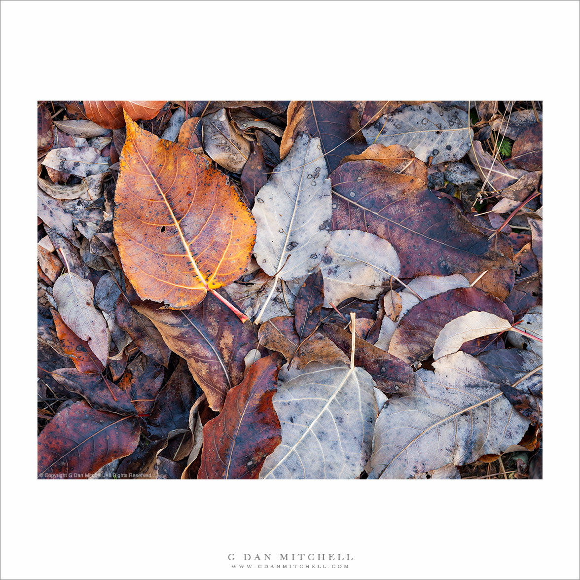 Cottonwood Leaves, Autumn