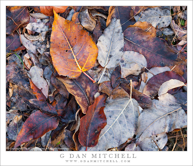 Cottonwood Leaves, Autumn