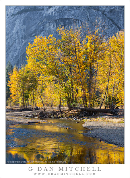 Cottonwood Trees, Reflection