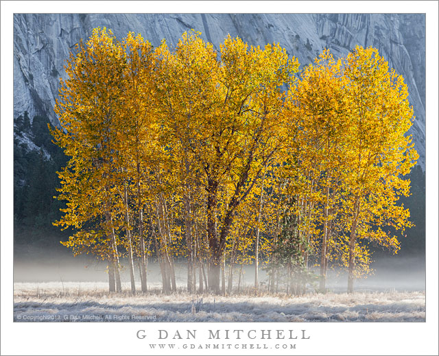 Autumn Cottonwood Trees, Meadow, Fog