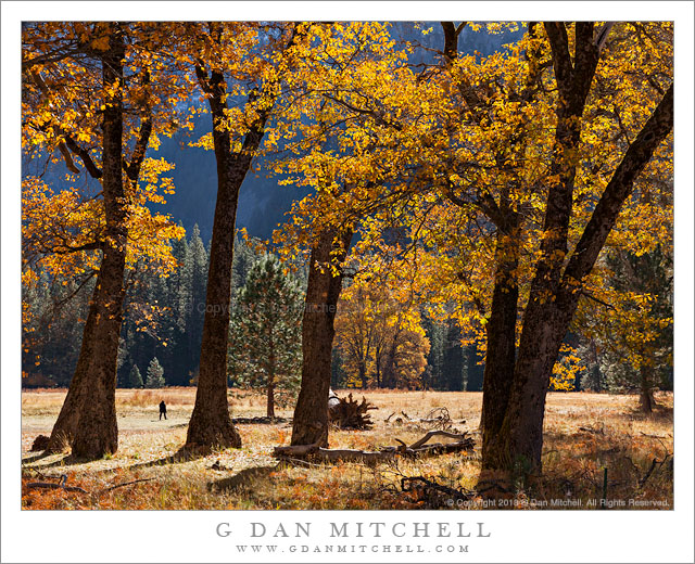 Hiker, Black Oaks, and Meadow