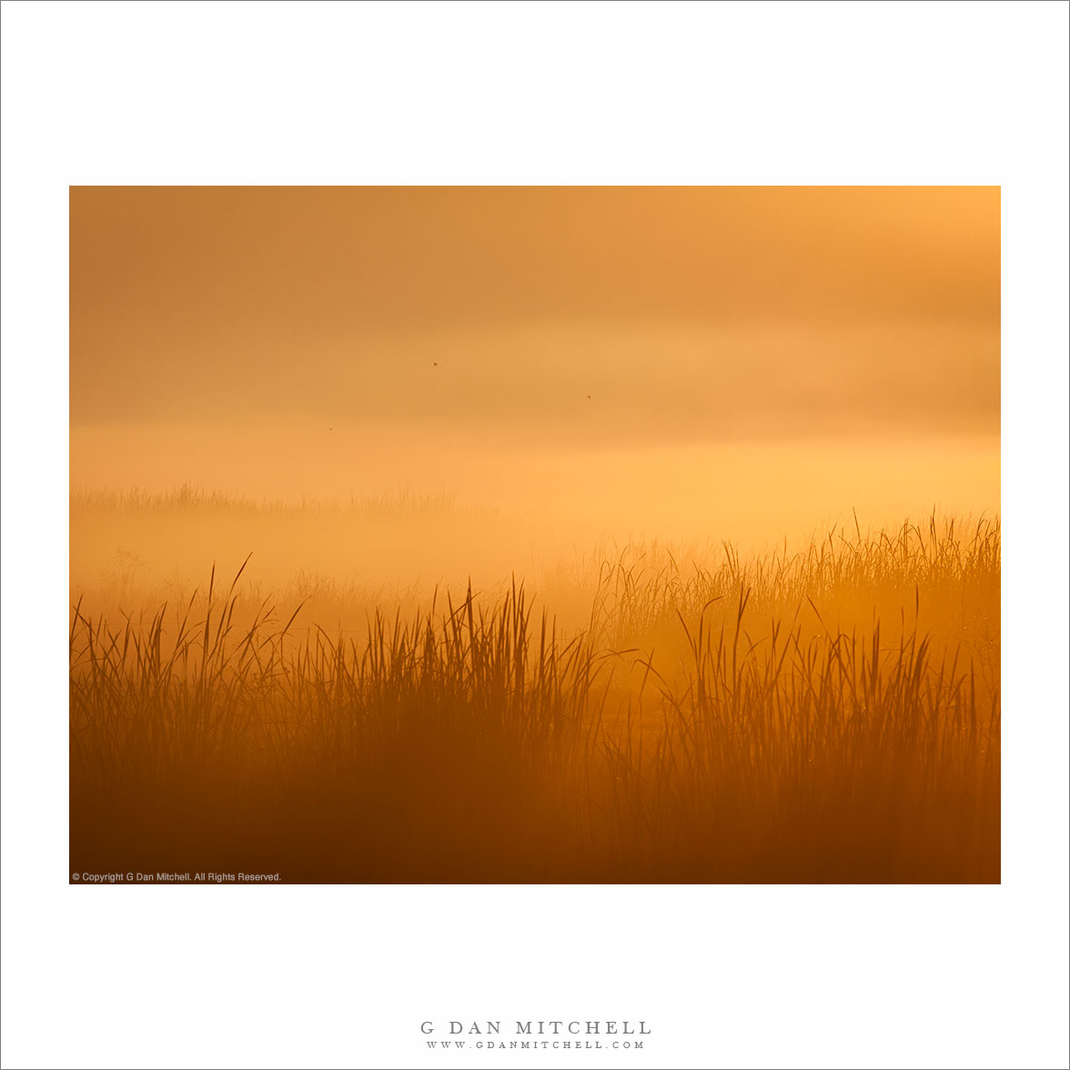 Marsh Grasses and Fog, Dawn