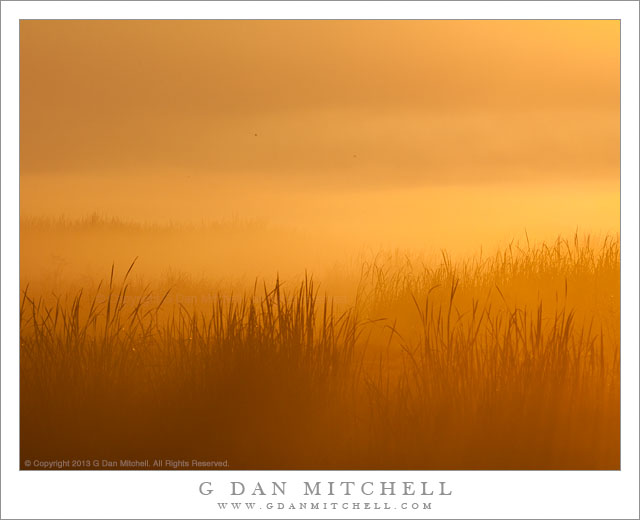 Marsh Grasses and Fog, Dawn