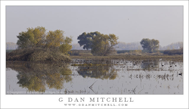 Marsh Pond and Trees