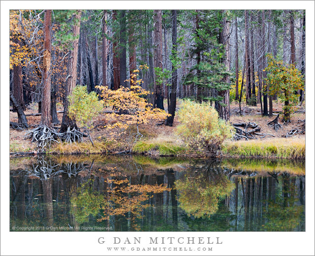 Merced River, Forest, Autumn