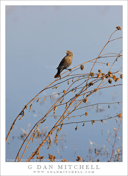 Female Red-winged Blackbird