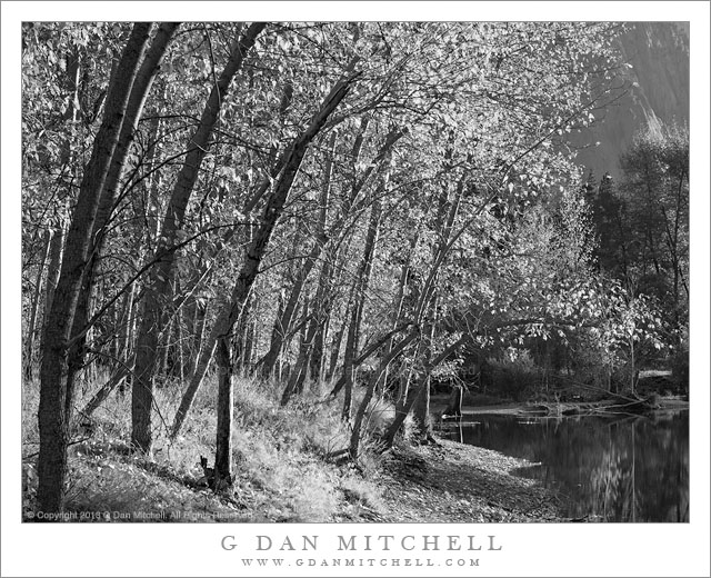 River Bank and Cottonwood Trees