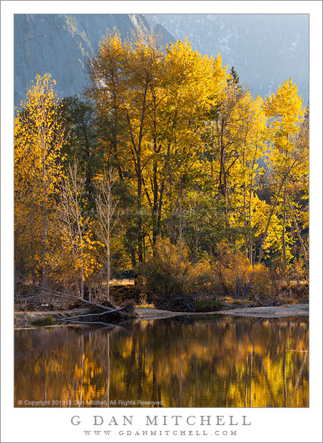 Riverbank, Cottonwood Trees