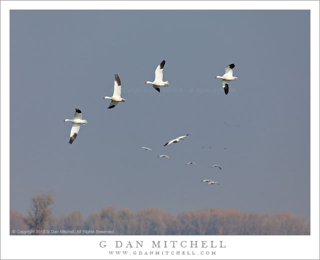 Four Ross's Geese in Flight