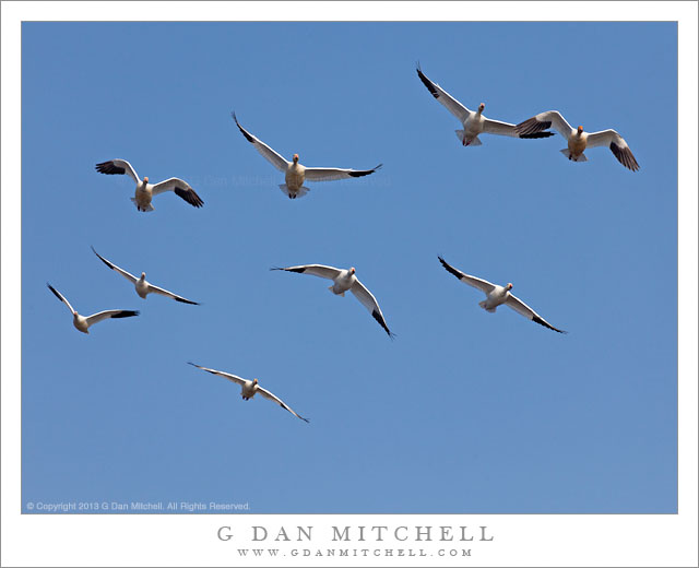 Ross's Geese in Flight