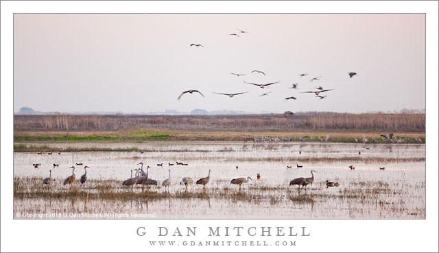 Sandhill Cranes, Evening Fly-In