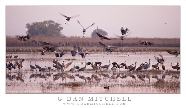 Sandhill Cranes Landing