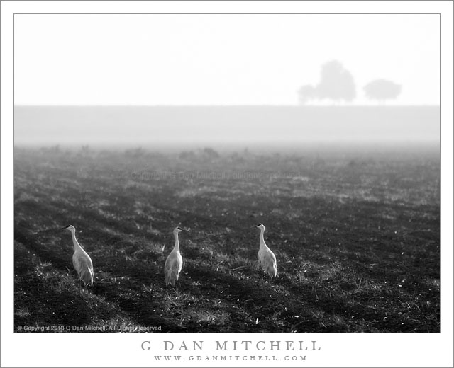 Three Cranes, Morning