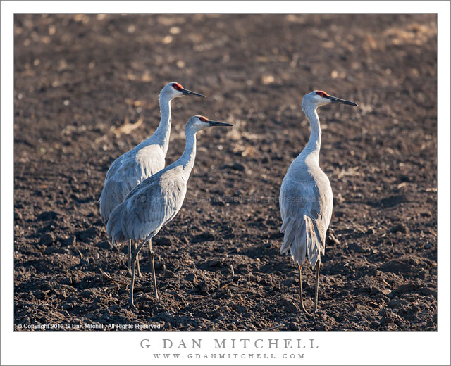 Three Sandhill Cranes