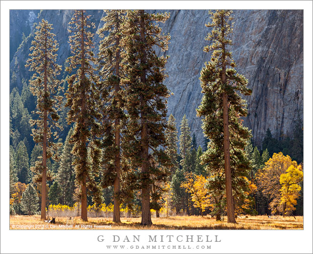 Tall Trees, Meadow, Autumn