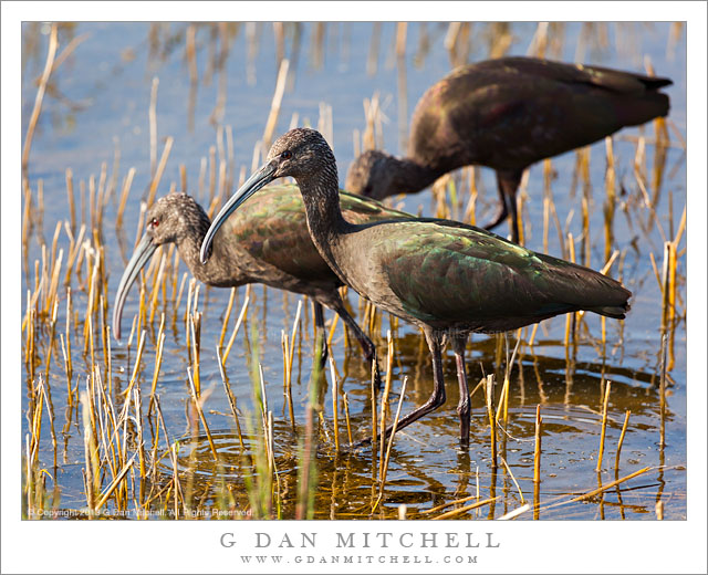 White-faced Ibis