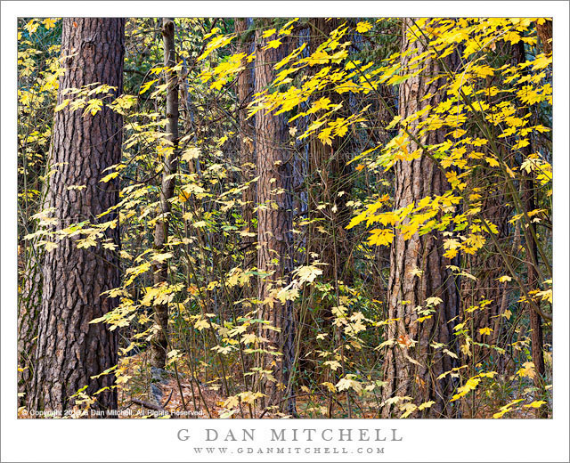 Autumn Maple Leaves, Forest