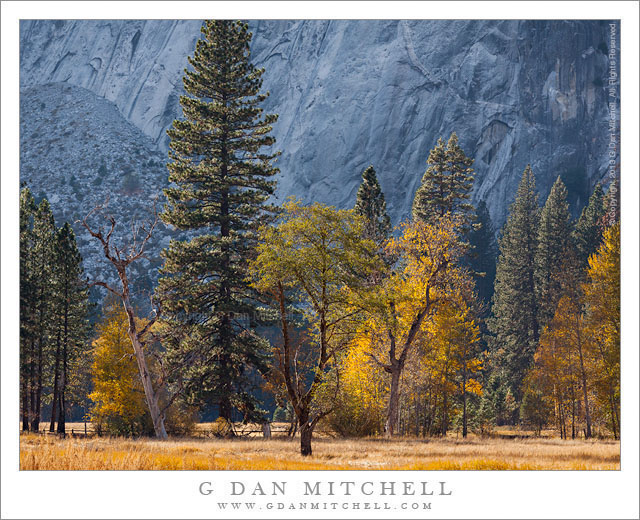 Autumn Meadow and Cottonwood Trees