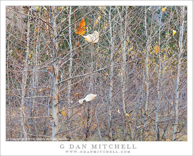 Autumn Thicket