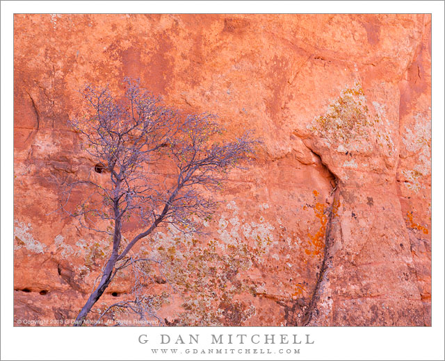 Bare Tree, Redrock Cliff