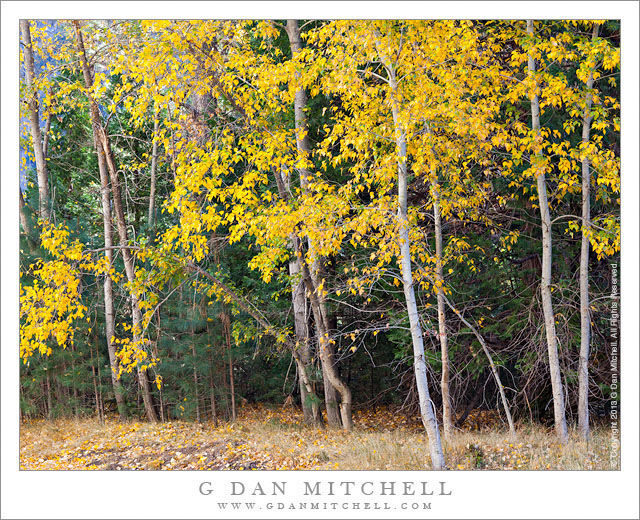 Riverbank Cottonwood Trees, Autumn