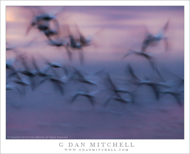 Geese, Dusk