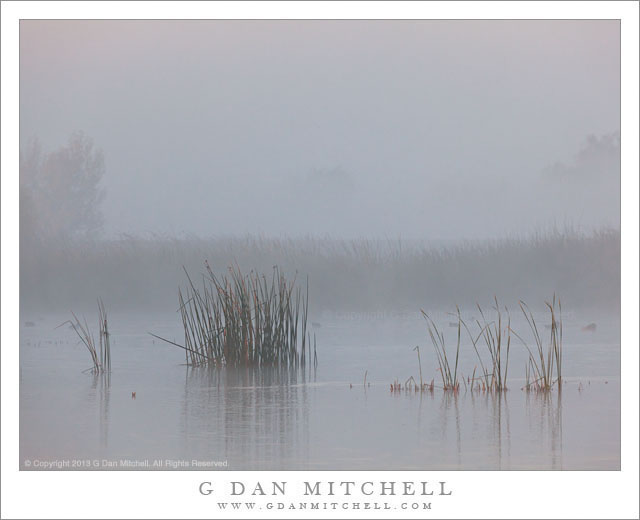 Marsh Grasses, Fog