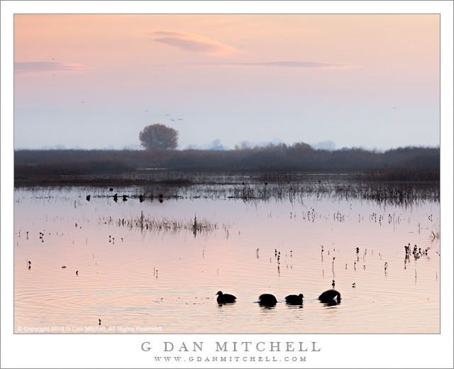 Pre-Dawn Light, San Joaquin Valley