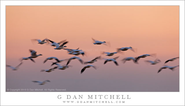 Ross's Geese, Dusk