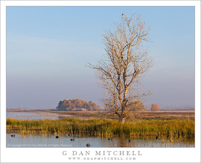 Tree and Marsh