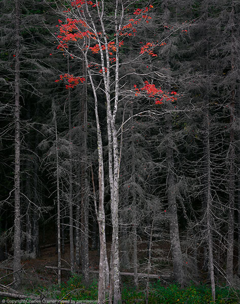 "Bare Trees, Red Leaves" - Charles Cramer