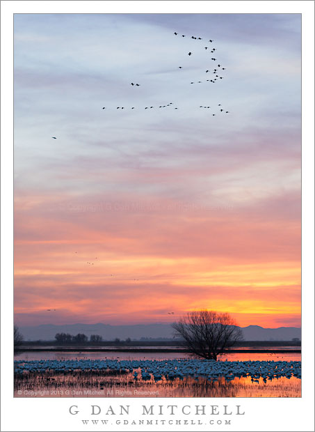 Cranes and Geese, Sunset, Reflecting Pond