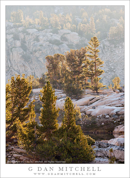 Trees and Granite, Morning Light