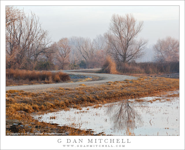 Levee Road and Trees