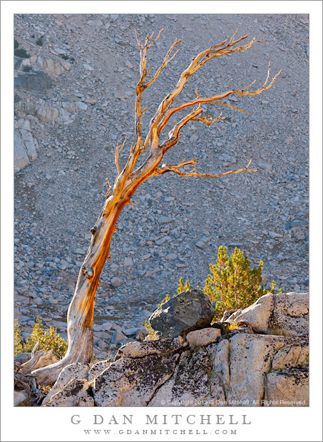 Snag and Talus Field