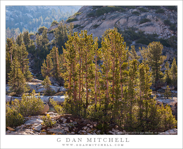 Subalpine Forest, Morning Light