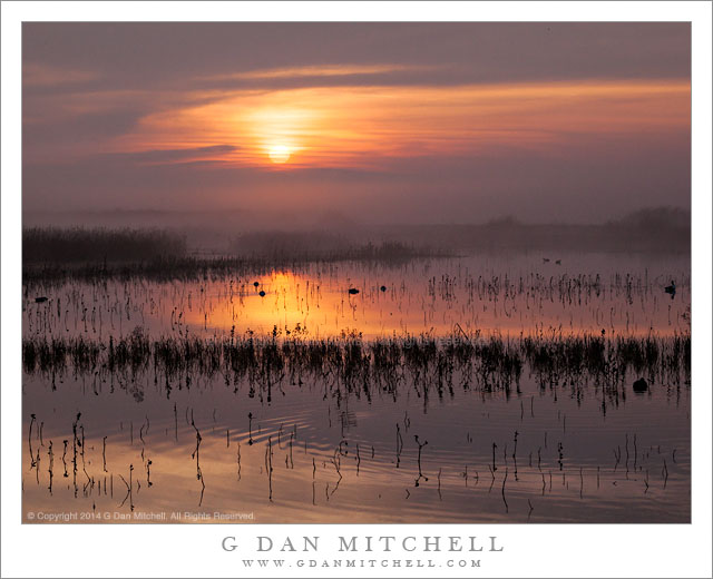 Marsh, Fog, Sunrise