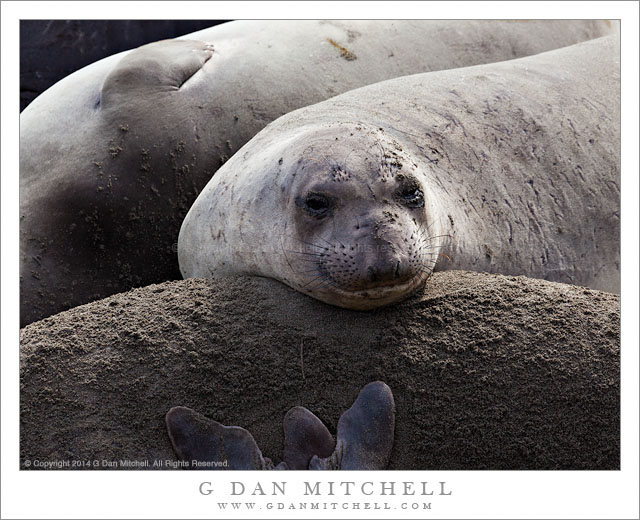 Elephant Seal - Face and Flippers