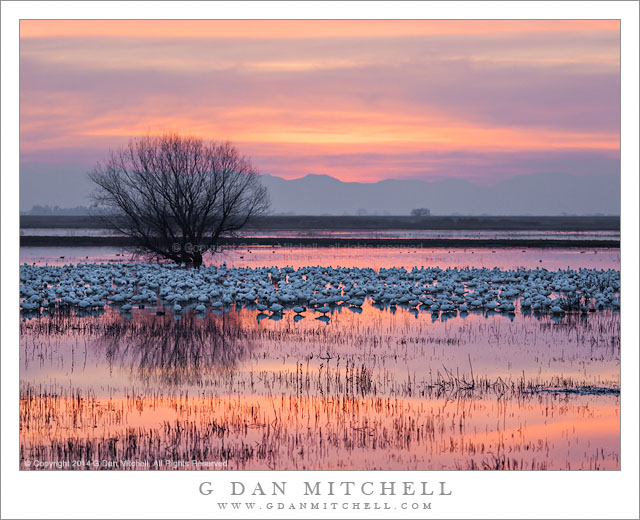 Geese, Wetlands, Dusk Sky