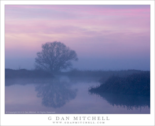 Tree and Fog, Dawn