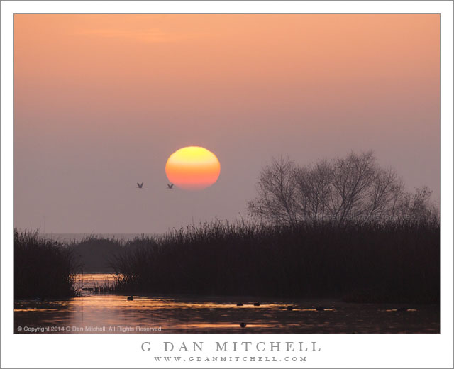 Two Cranes, Sunrise