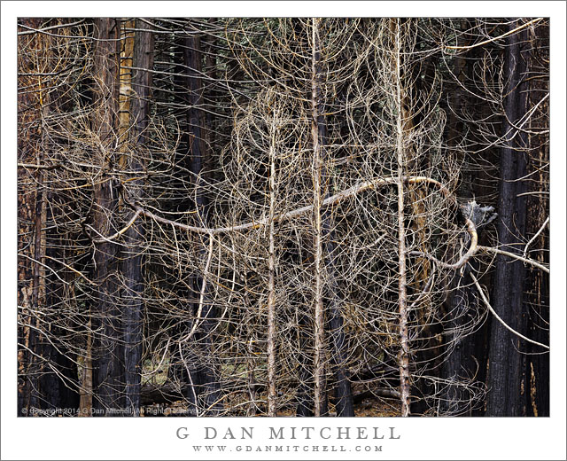 Burned Forest, Twisting Branches