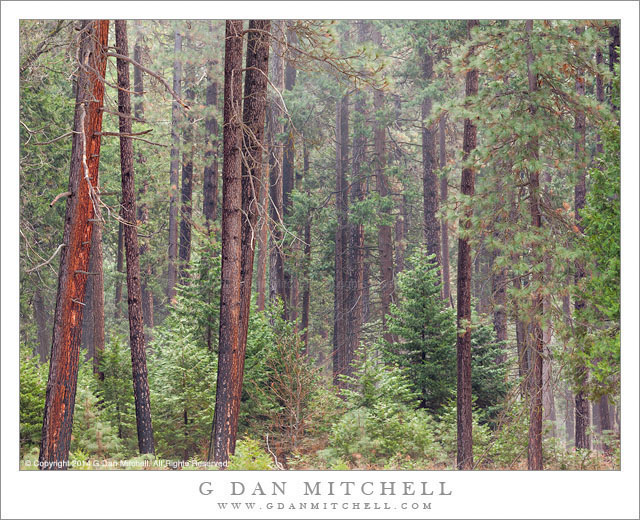 Dense Forest, Clearing Fog