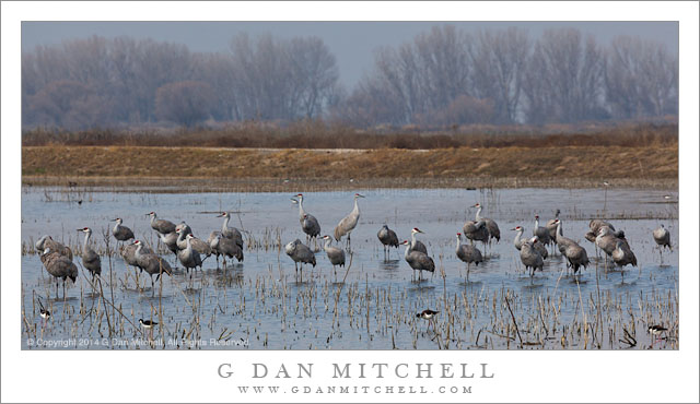 Flock of Cranes, Marsh