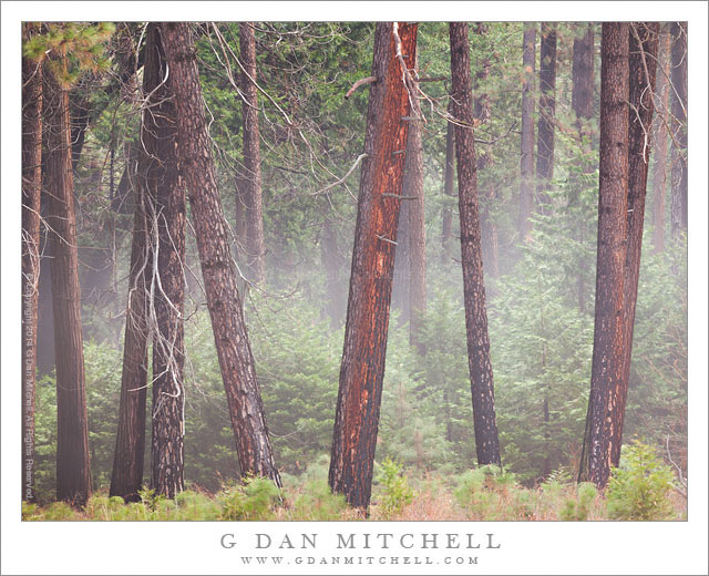 Forest, Fog