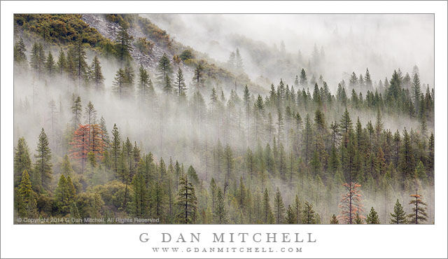 Forest, Talus, Winter Fog