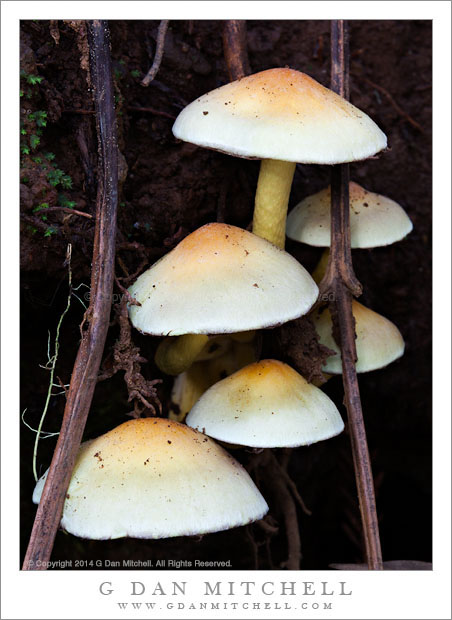 G Dan Mitchell Photograph: Mushrooms, Redwood Forest - Muir Woods