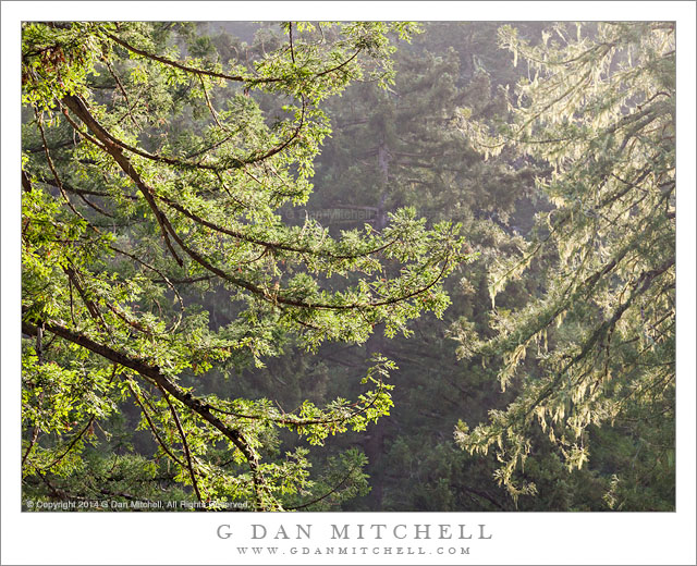 Redwood Branches, Morning