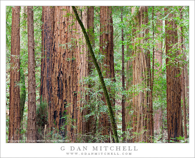 Redwood Forest, Muir Woods